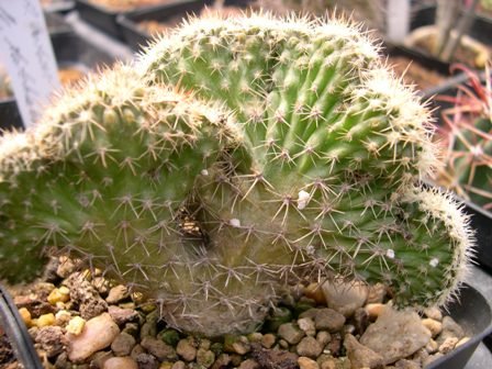 Ferocactus_fordii_forma._cristata